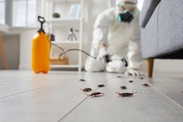 Commercial Rodent Management in West Bishop